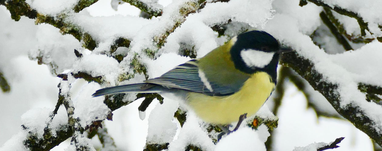 Welcome to White Rock Garden Club