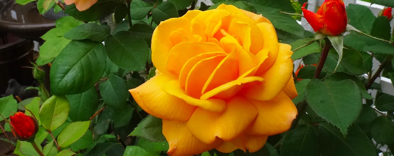 Welcome to White Rock Garden Club