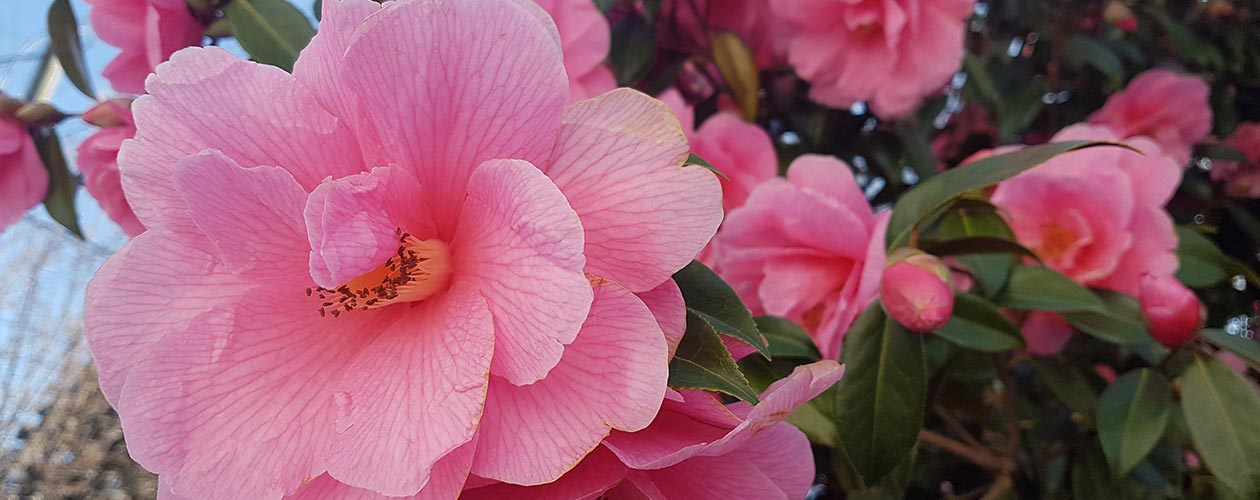 Welcome to White Rock Garden Club